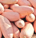 Pink Banana Squash Seeds - Cucurbita maxima, Vining Vegetable, Non-GMO, 2025 Harvest, Pack of 10 Seeds