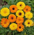 Calendula Seeds - Pacific Beauty Mix - 200 Seeds - Calendula officinalis - Vibrant Flower Mix for Gardens and Pollinators