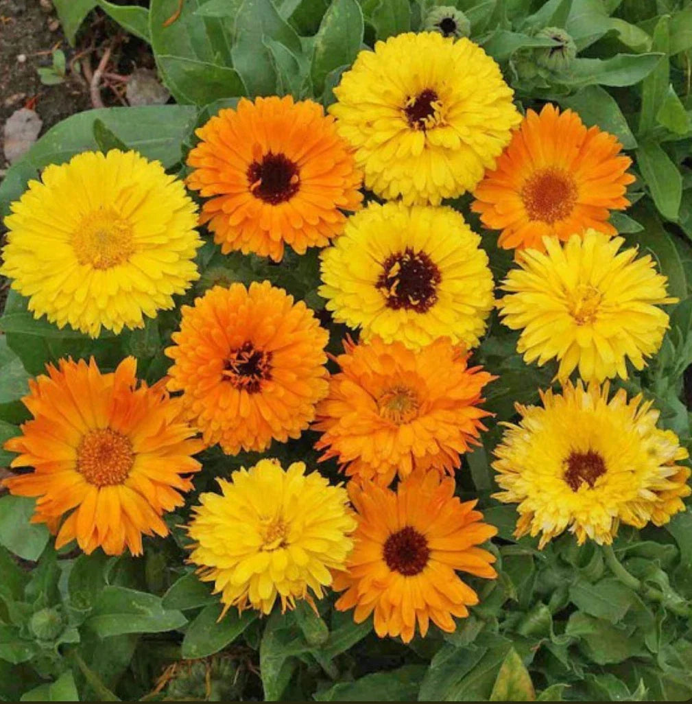 Calendula Seeds - Pacific Beauty Mix - 200 Seeds - Calendula officinalis - Vibrant Flower Mix for Gardens and Pollinators