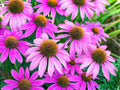 Purple Coneflower Seeds - 500+ Echinacea purpurea Flower Seeds for Garden, Attracts Pollinators, Made in USA, Ships from Iowa