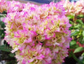 Rare Bougainvillea Cuttings - Double Petals White Pink - Bougainvillea spectabilis - Flowering Vine, Garden Plant, Climbing