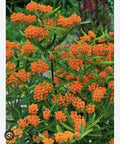 Butterfly Weed Plants - Bare Root Asclepias Tuberosa - Monarch Attracting Perennial - Organic Appalachian Grown