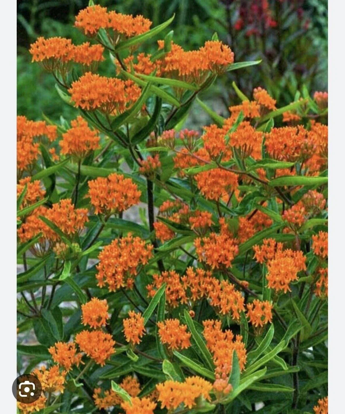 Butterfly Weed Plants - Bare Root Asclepias Tuberosa - Monarch Attracting Perennial - Organic Appalachian Grown