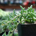 Senecio Peregrinus Cuttings - 3 Pack, String of Dolphins, Unrooted Succulent Plant for Indoor Gardening