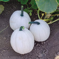 Yeti Pumpkin Seeds for Planting - 10 Seeds, White 5-Pound Pumpkins, Cucurbita pepo, Vining Garden Seeds