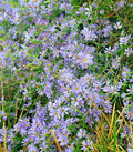 Sky Blue Aster Seeds - Perennial Wildflower for Garden, Pollinator Attractant, Symphyotrichum oolentangiense, 100+ Seeds