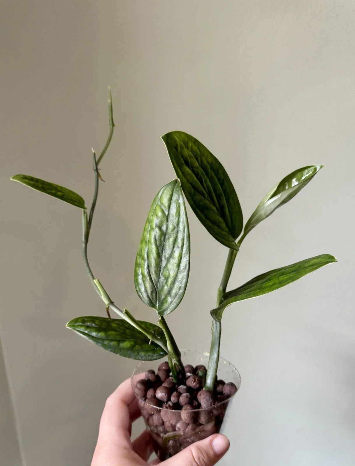 Monstera Peru Cuttings - Rooted Plant Cuttings - Monstera karstenianum - Tropical Houseplant - Easy to Care