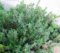 Thyme Seeds 1000+ Heirloom Non-GMO Thymus vulgaris Culinary Herb for Gardening & Containers