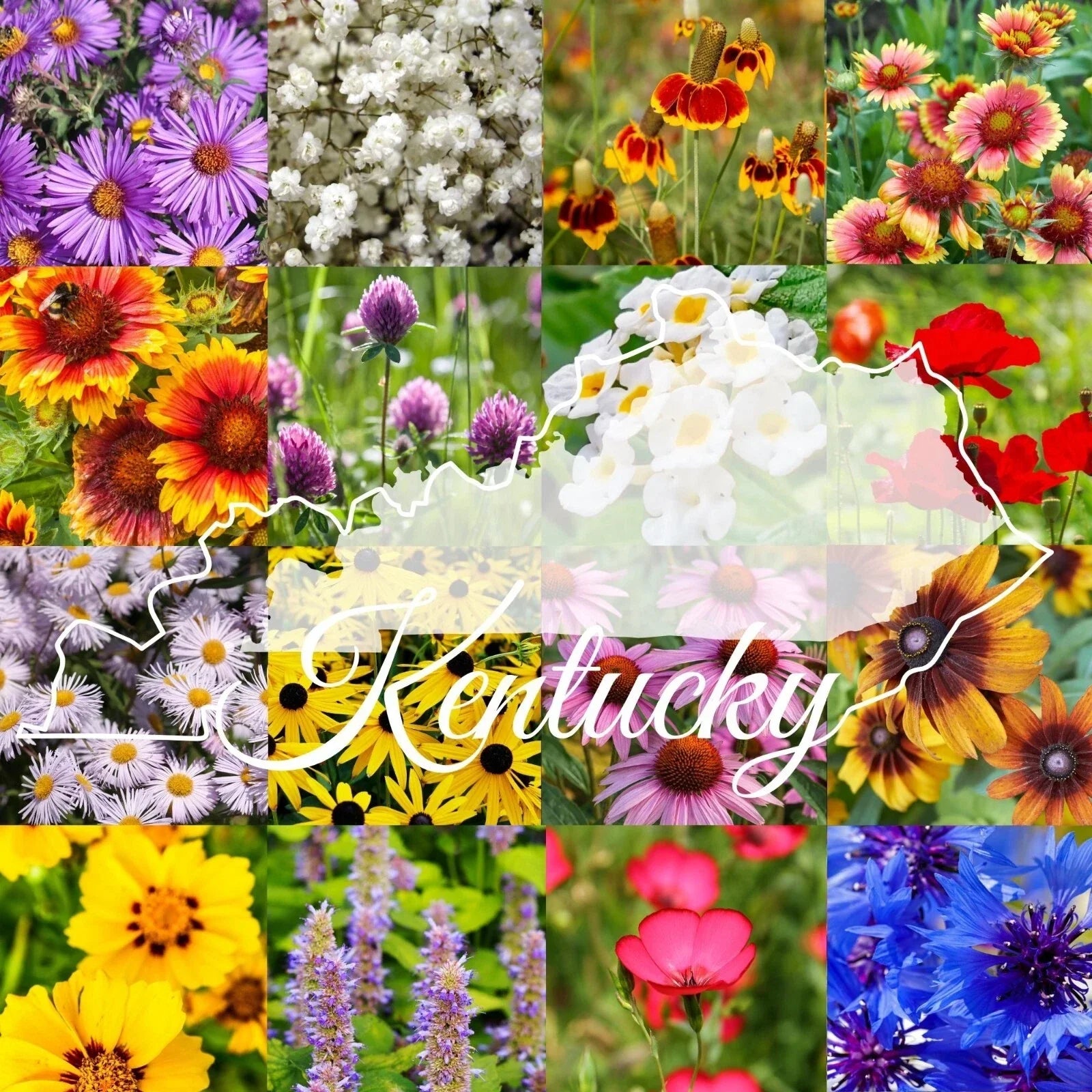 Kentucky Wildflower Seed Mix 1/4LB Bulk Native Wildflowers for 2000 sq ft Coverage, Attract Pollinators
