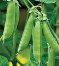 Organic Sugar Snap Peas Seeds - Heirloom, Non-GMO, Climbing Vine, Pisum sativum var. macrocarpon, Pack of 50