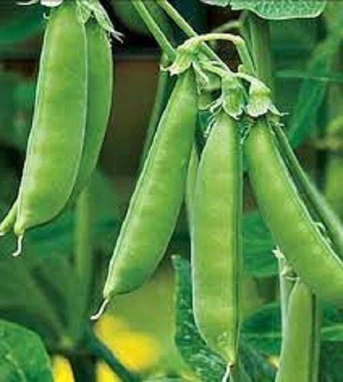 Organic Sugar Snap Peas Seeds - Heirloom, Non-GMO, Climbing Vine, Pisum sativum var. macrocarpon, Pack of 50