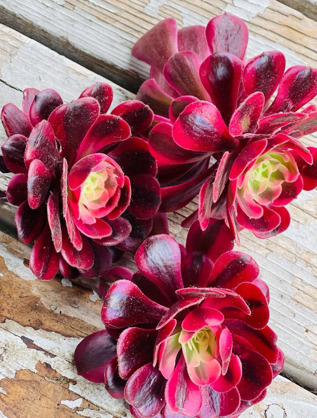 Rare Aeonium 'Medusa' Succulent Cuttings – Variegated Green and Cream, Drought Tolerant Indoor Plant, 3-Pack