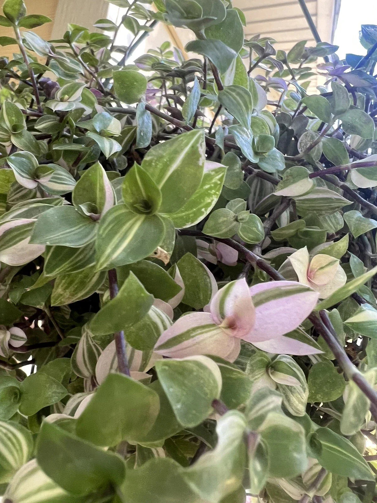 Variegated Callisia Repens Cuttings – 5 Live Wandering Tradescantia Plant Propagation Cuttings for Indoor Decor