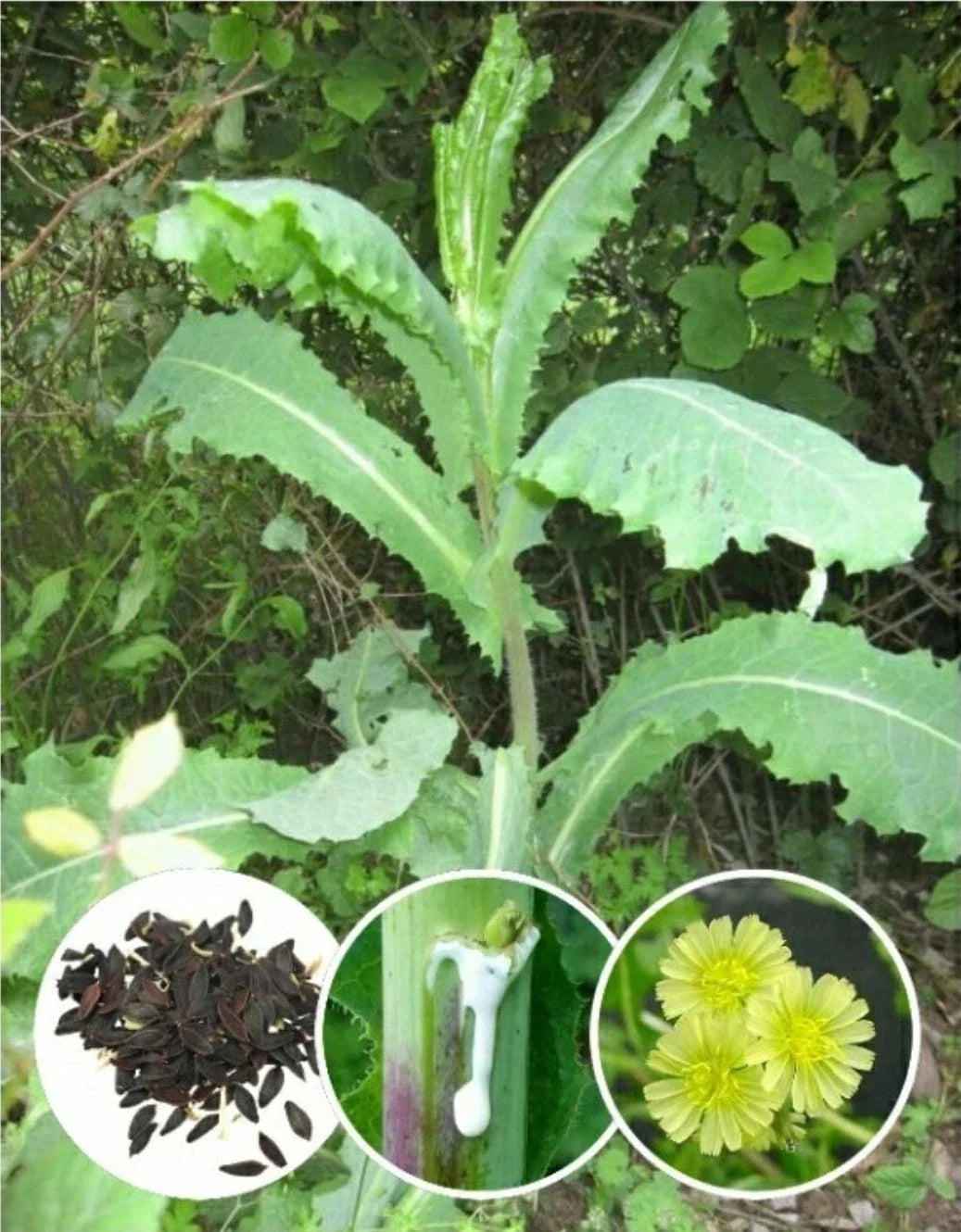 Wild Lettuce Herb Seeds - 30+ Organic Heirloom Lactuca virosa Non-GMO Edible Greens & Medicinal Plant Seed Packet