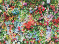 Princess Mix Flower Seeds Pack - 900+ Seeds, Multi-Color, Easy to Grow, Varieties for Gardens & Containers