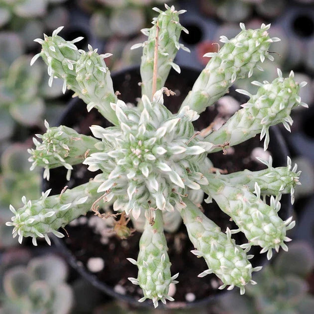 Euphorbia Mammillaris Variegata Succulent Plant - Indian Corn Cob - 5" Rooted Indoor or Outdoor Houseplant