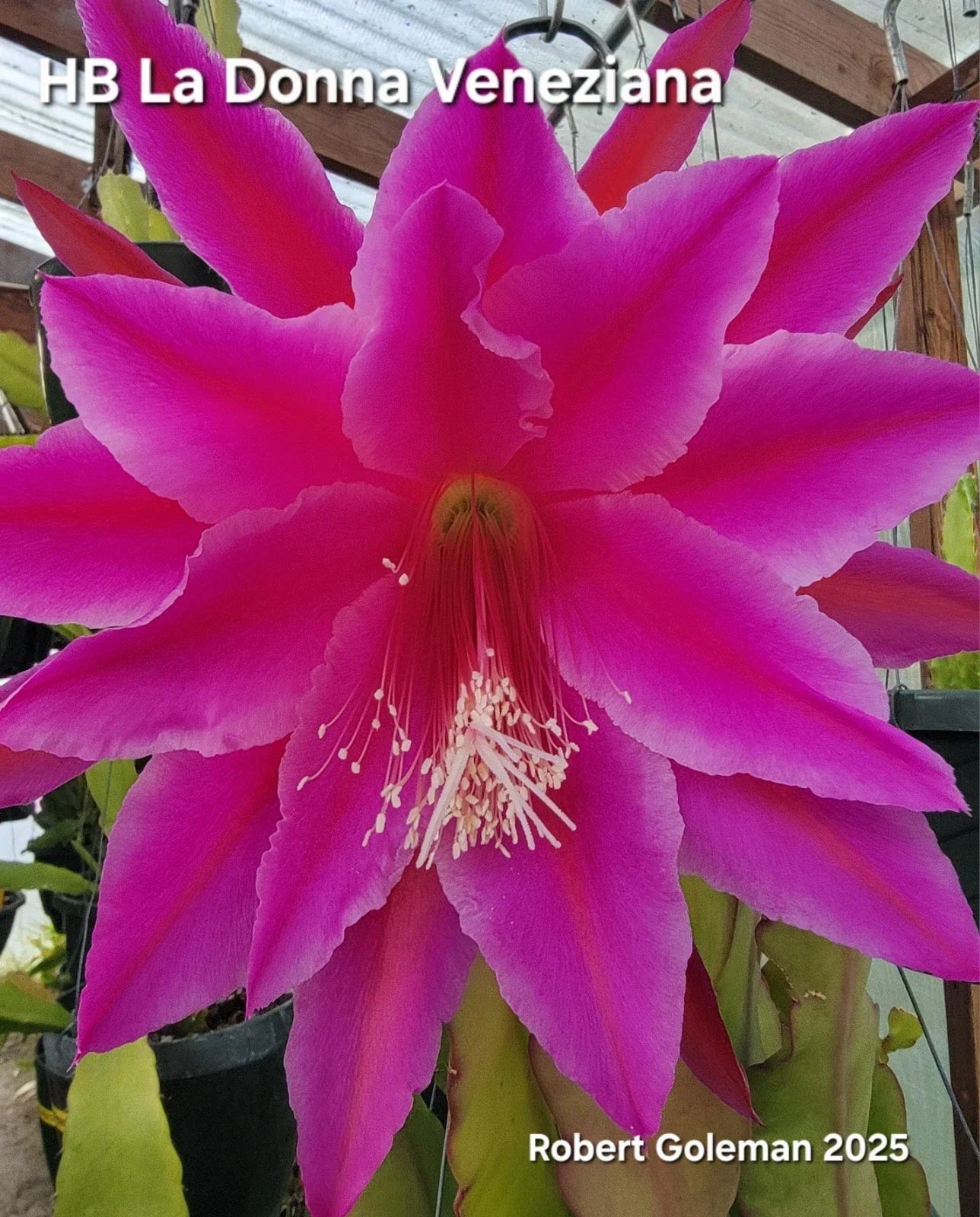 Epiphyllum Cutting - Unrooted 'HB La Donna Veneziana' Exotic Cactus Plant for Propagation