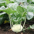 White Vienna Kohlrabi Seeds - Non-GMO Heirloom Brassica oleracea var. gongylodes for Home Gardening