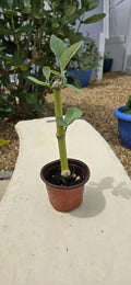 Rooted Calotropis Gigantea Starter Plant, Purple Giant Milkweed, 4-Inch Pot, Easy Care Houseplant