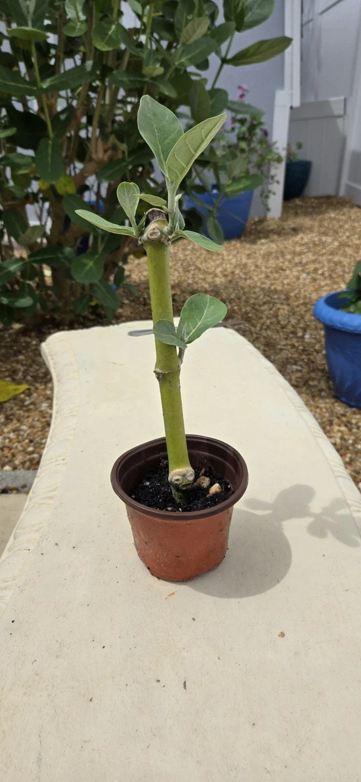 Rooted Calotropis Gigantea Starter Plant, Purple Giant Milkweed, 4-Inch Pot, Easy Care Houseplant