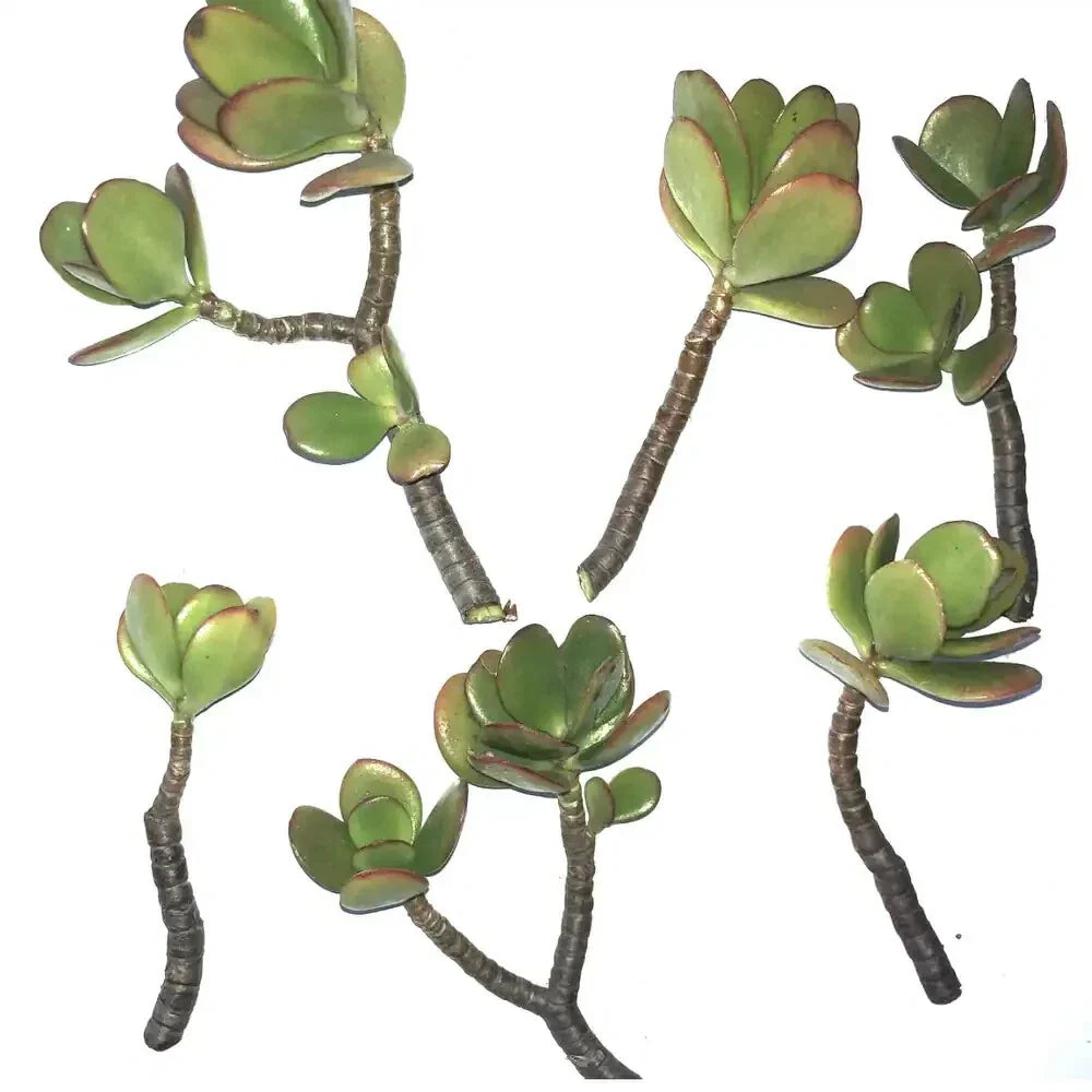 Jade Succulent Cuttings 2/ea | Crassula ovata | Easy to Root & Fast Growing