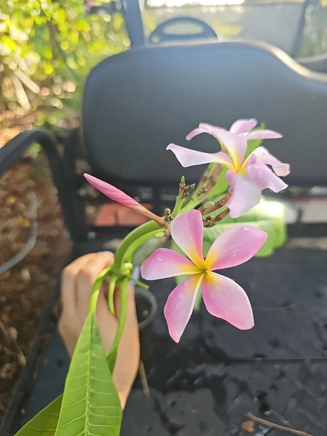 XL Rooted Plumeria Cutting with Pink Yellow Flowers - Tropical Fragrant Plant - Plumeria spp.
