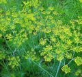 Dill Seeds 500+ Non-GMO Anethum graveolens for Pickling Herb Garden Planting
