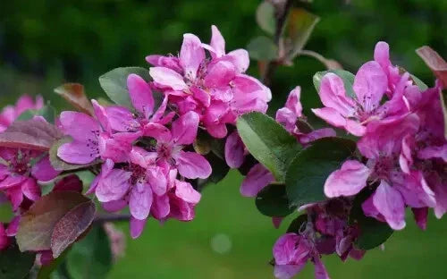 Harry Baker Crabapple Seeds - 25+ Pack for Garden Planting, Malus domestica, Attracts Pollinators, Fruit & Flower Production