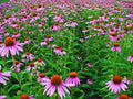 Echinacea Seed Pack - 250+ Purple Coneflower Seeds - Echinacea purpurea Herb Flower Seeds for Garden, Pollinator Attractant