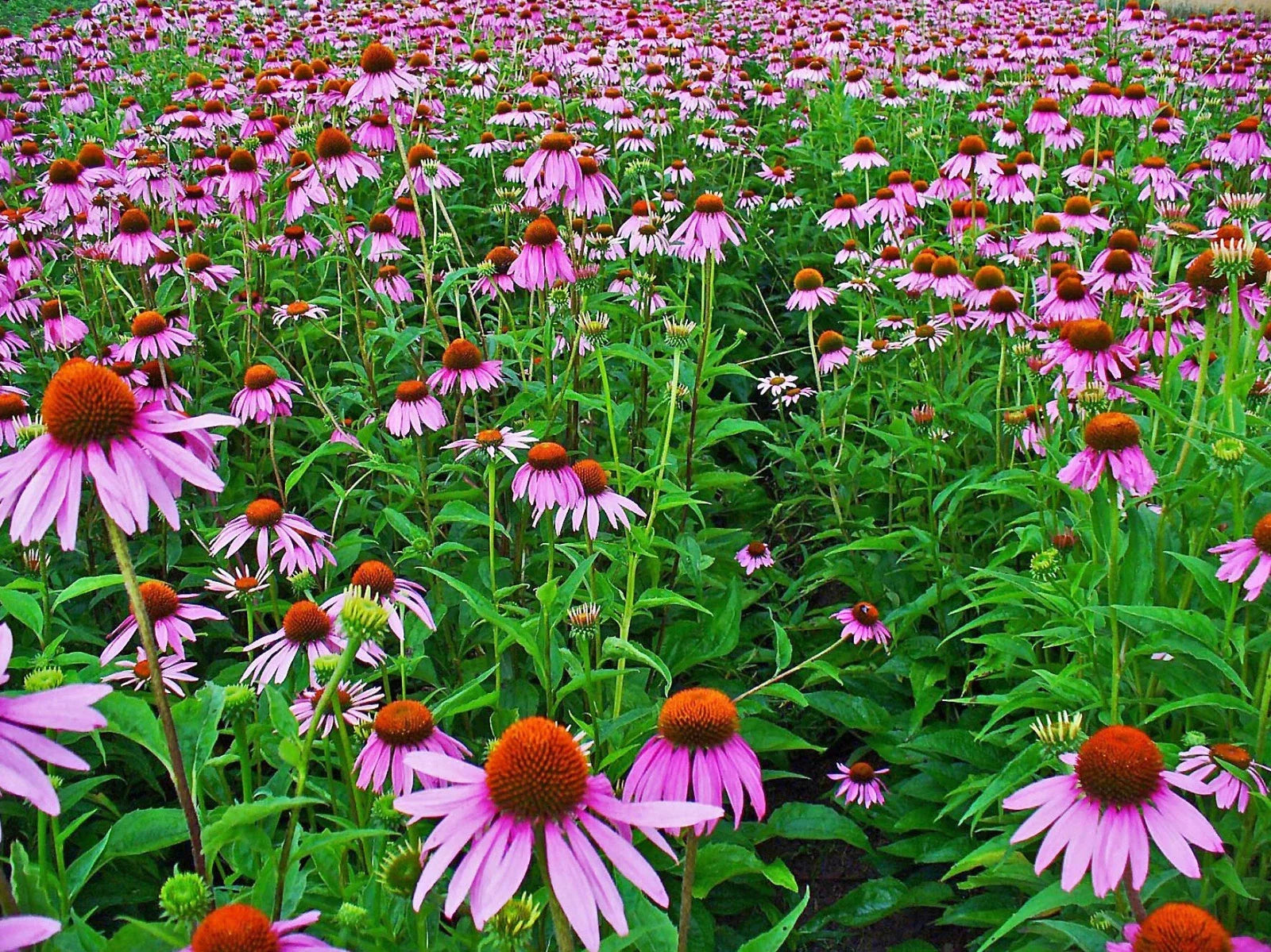 Echinacea Seed Pack - 250+ Purple Coneflower Seeds - Echinacea purpurea Herb Flower Seeds for Garden, Pollinator Attractant