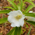 Garden Balsam Seeds 25 Organic Impatiens Balsamina Butterfly-Friendly Heirloom Seed Pack