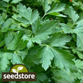 Italian Dark Green Parsley Seeds - Heirloom Non-GMO Petroselinum crispum Seed Packet for Culinary & Gardening