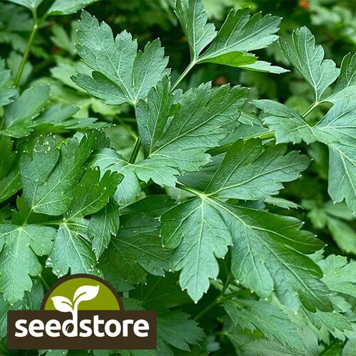 Italian Dark Green Parsley Seeds - Heirloom Non-GMO Petroselinum crispum Seed Packet for Culinary & Gardening