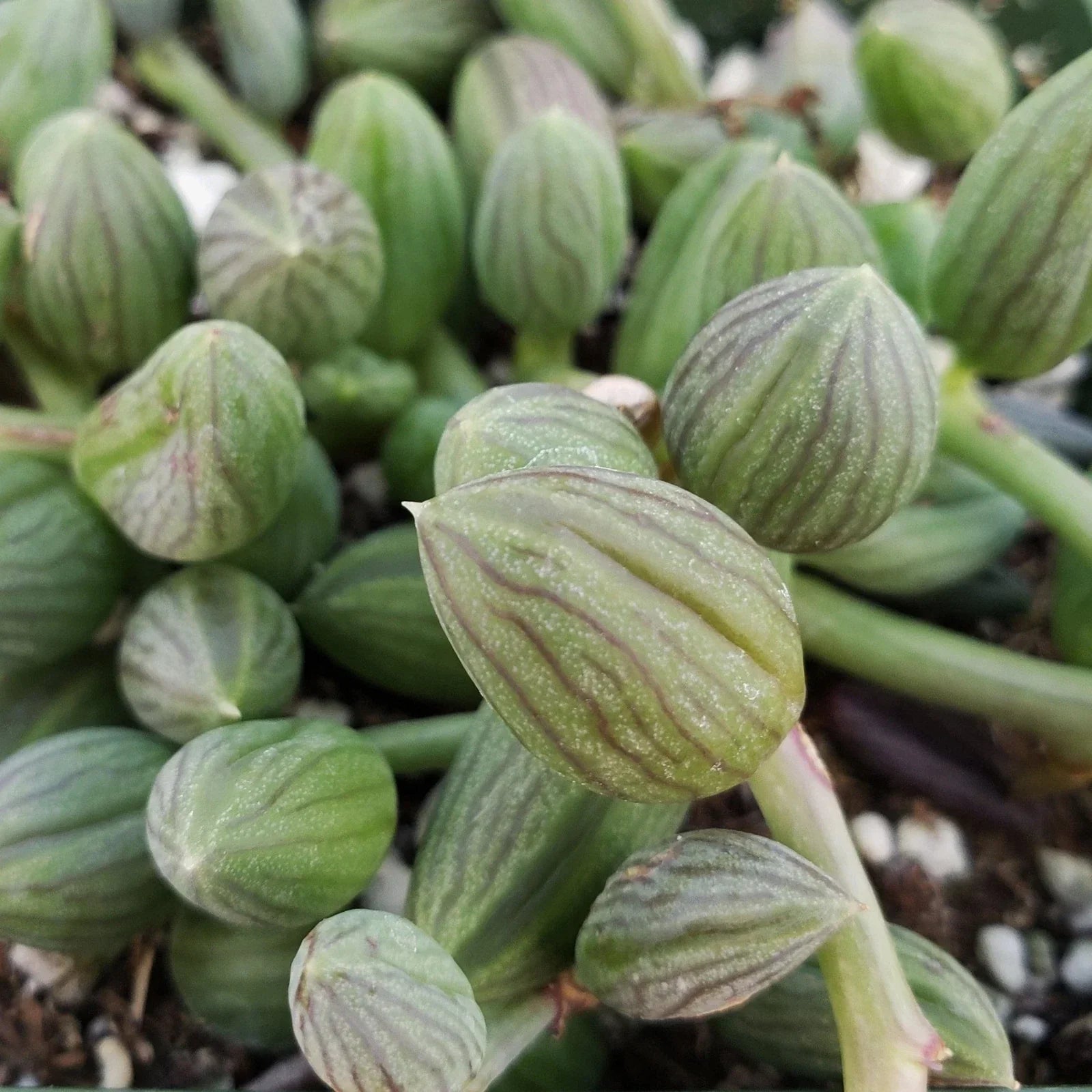 String of Watermelon Plant | Senecio herreianus | Live Indoor Succulent