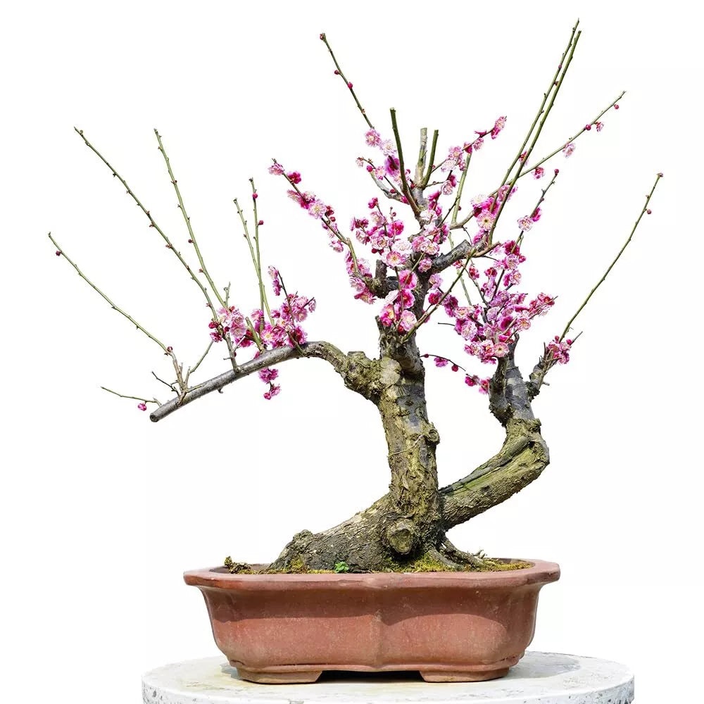 Flowering Plum Bonsai Tree Seeds - Prunus triloba - 10 Seeds for Decorative Flowering Tree Cultivation