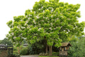 Catalpa Tree Seeds 100 Count Flowering Variety Catalpa speciosa for Landscaping & Garden