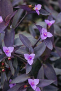 Tradescantia 'Purple Heart' Cuttings - Organic Wandering Jew Plant - Trailing Indoor Garden Propagation
