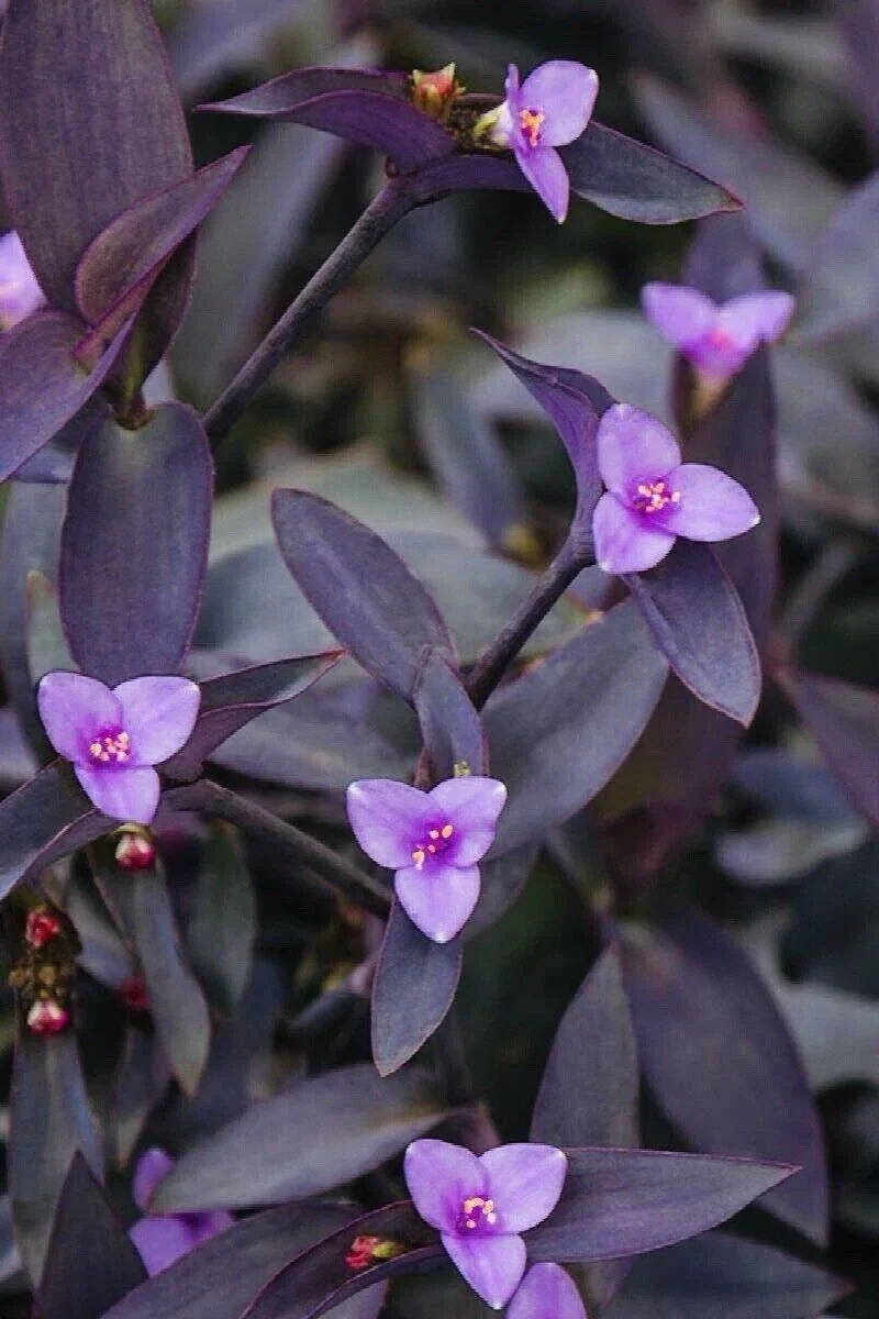 Tradescantia 'Purple Heart' Cuttings - Organic Wandering Jew Plant - Trailing Indoor Garden Propagation