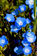 Baby Blue Eyes Flower Seeds - 100 Count, Drought Tolerant, Easy to Grow, Nemophila Menziesii, Garden, Border, Container