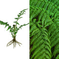 Live 6" Hard Curled Leaf Cyathea Tree Fern Bare Root Plant – Exotic Tropical Fern for Indoor & Outdoor Gardens