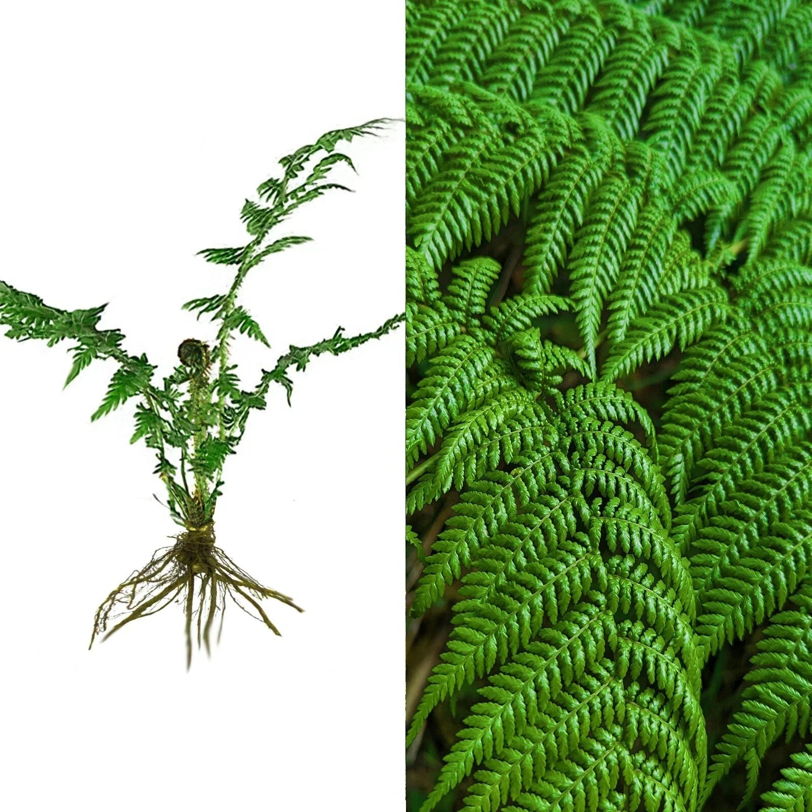 Live 6" Hard Curled Leaf Cyathea Tree Fern Bare Root Plant – Exotic Tropical Fern for Indoor & Outdoor Gardens