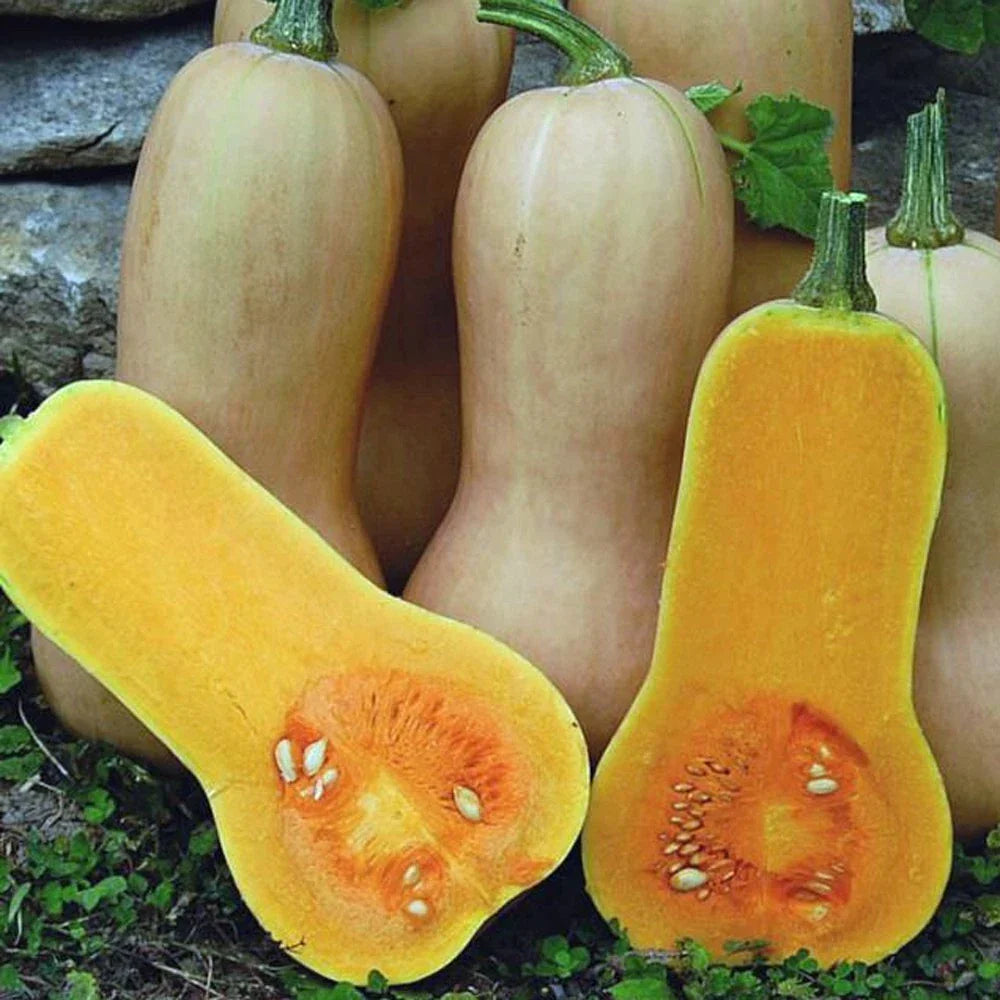 Butternut Squash Seeds 25 Ct Non-GMO Waltham Cucurbita moschata Winter Vegetable Seed Packet