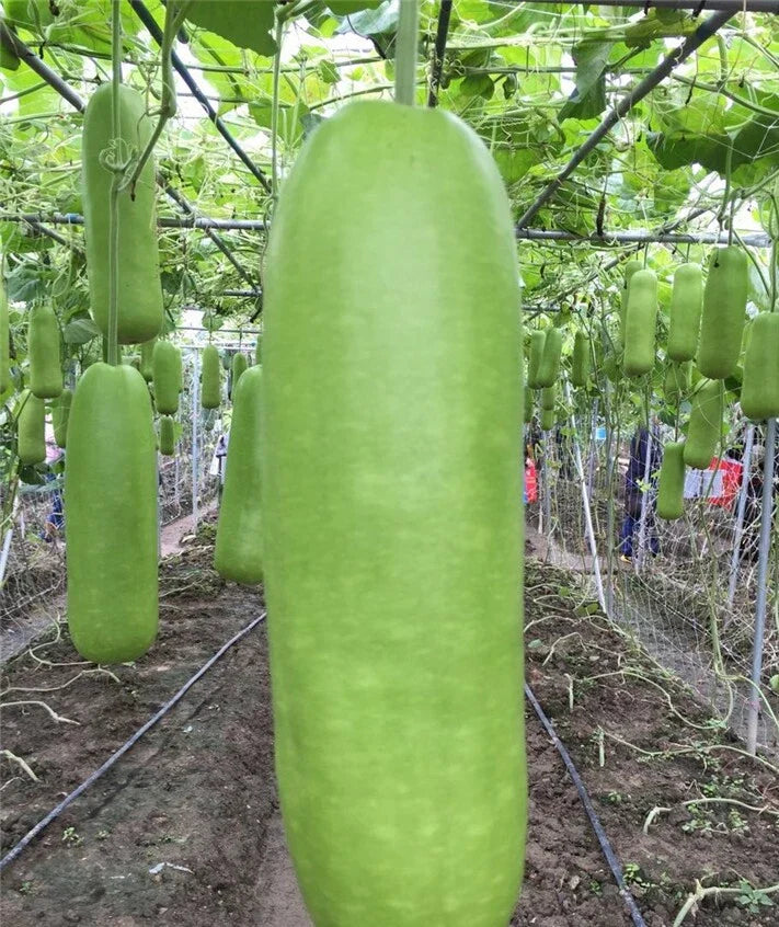 Calabash Bottle Gourd Seeds – Pack of 15+ – Lagenaria siceraria – Vining Annual Vegetable for Home Gardening and Urban Farming