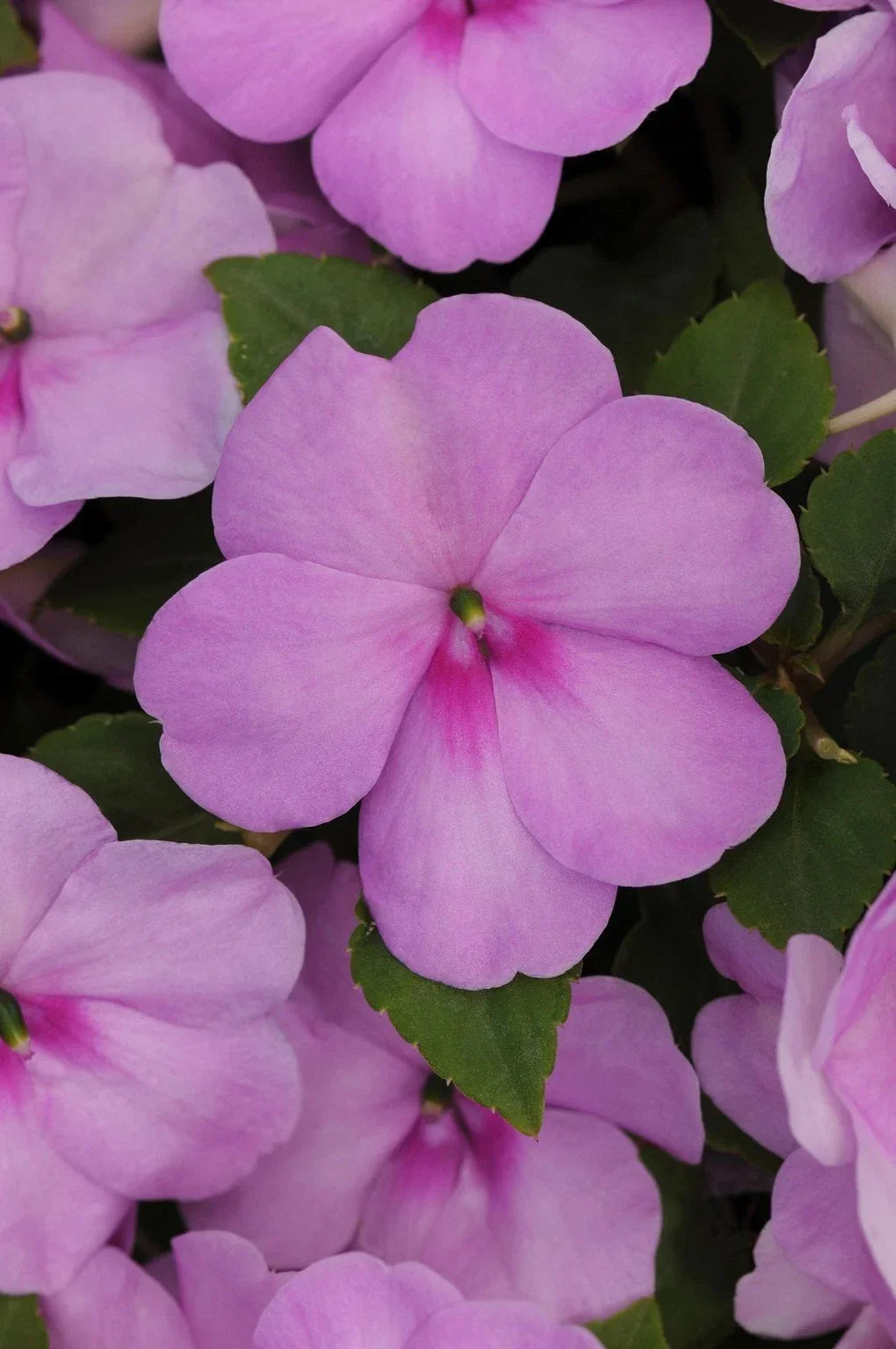 Busy Lizzy Impatiens Xtreme Lilac Seeds – 500 Non-GMO Flower Seeds for Gardens & Containers