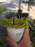 Hoya Linearis Starter Plant, Trailing Vine, Unique Narrow Leaves, Indoor Houseplant, Hoya Species, Rooting Well, 4-inch Pot