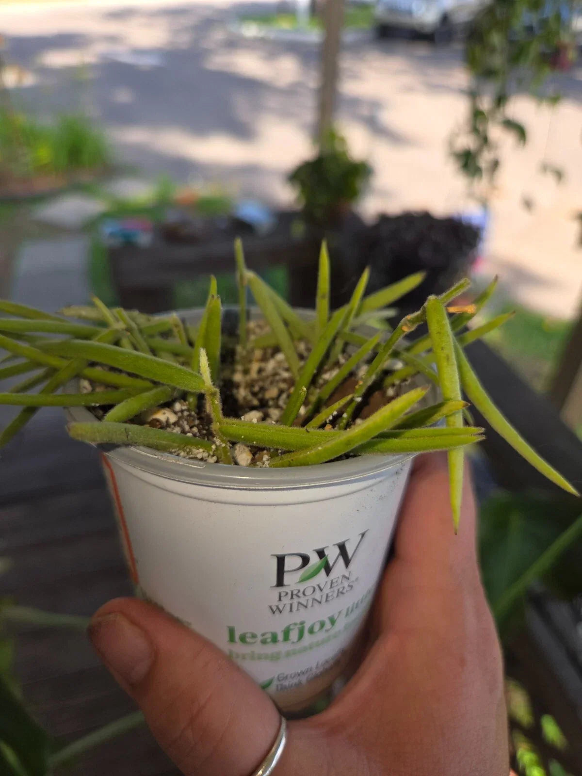 Hoya Linearis Starter Plant, Trailing Vine, Unique Narrow Leaves, Indoor Houseplant, Hoya Species, Rooting Well, 4-inch Pot
