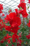 Harrogate Gem Sweet Pea Seeds – 50+ Pack, Climbing Vine, Fragrant Flowers, Lathyrus odoratus, Garden Planting, USA