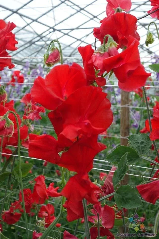 Harrogate Gem Sweet Pea Seeds – 50+ Pack, Climbing Vine, Fragrant Flowers, Lathyrus odoratus, Garden Planting, USA