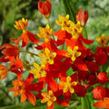 Blood Flower Seeds 100+ Tropical Milkweed Annual Flower Seeds Asclepias curassavica for Butterfly Garden