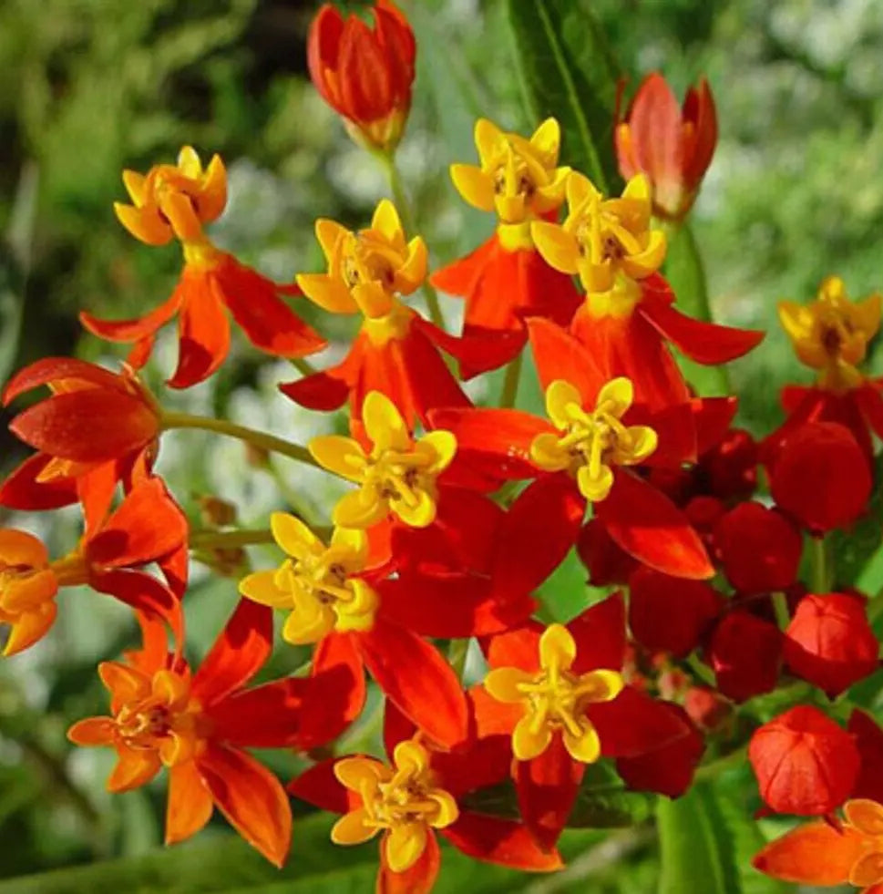 Blood Flower Seeds 100+ Tropical Milkweed Annual Flower Seeds Asclepias curassavica for Butterfly Garden